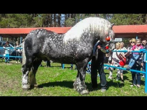 Video: Rasa De Cai Argentinian Criollo Hipoalergenică, Sănătate și Durată De Viață