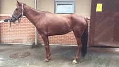 EMND horse after 2 month of Vitamin E supplement
