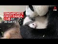 Singapore's first giant panda cub is a boy and you have a chance to name Kai Kai and Jia Jia's baby