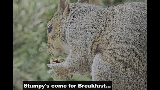 Stumpy at Breakfast