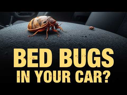 Bed Bugs in Your Car? Here's What to Do