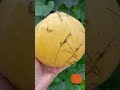 Тыквы в саду. Хобби.