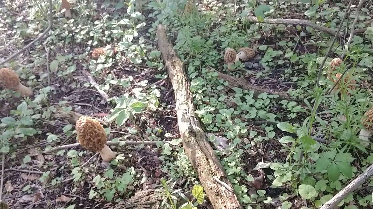 Michigan white morels. 15 lbs around one tree YouTube