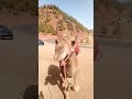 منظر الجبال و الجمل في مدينة مراكش 