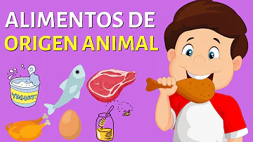 ¿Cuál es la función de los alimentos de origen animal en el cuerpo?