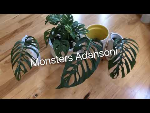 Monstera Esqueleto Rare Plants Collections Youtube