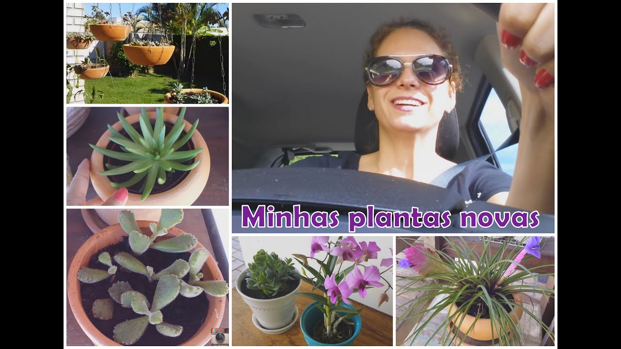 Suculentas novas + Vasos novos + Plantas novas - VLOG 2