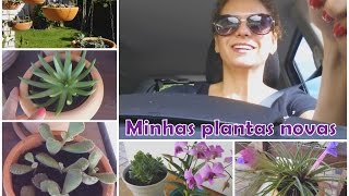 Suculentas Novas Vasos Novos Plantas Novas - Vlog 2
