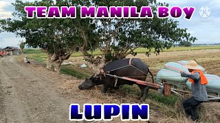 lupin ng team manila boy BUHAY BUKID JRTV