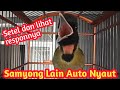 Pancingan samyong full variasi || samyong lain Auto Nyaut