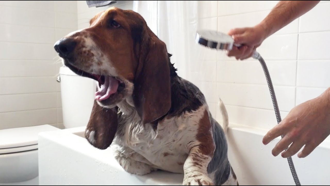 Resultado de imagen para basset hound bath