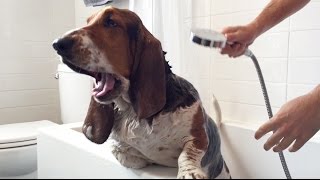 basset hound in the bath!