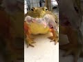 African bullfrog sees mouse#shorts