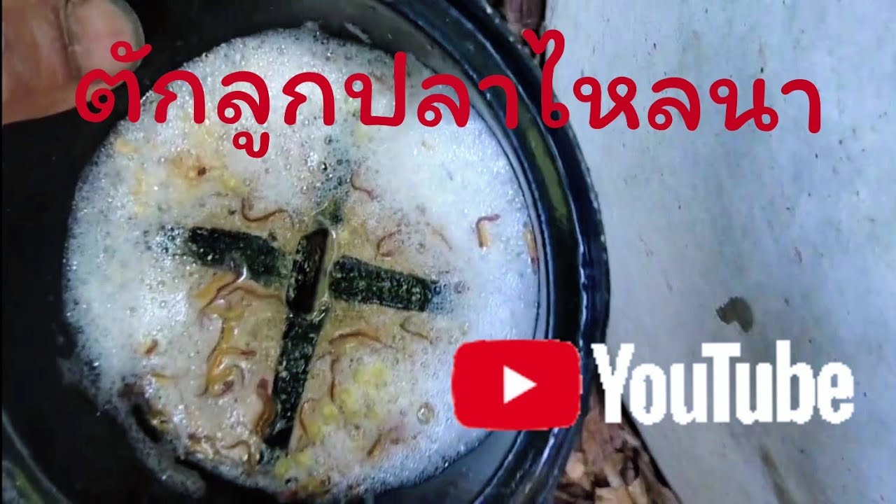 ตักลูกปลาไหลนาวงบ่อปูนซีเมนต์​ครับ​(อัพเดต).. ^__^