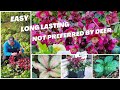 How to get easy stunning longlasting spring color with helleborus frostkiss annas red 