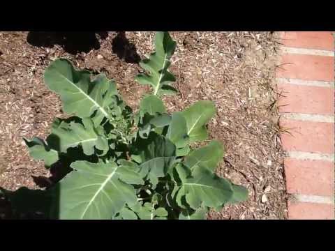 Rose Garden and Vegetable Garden Update - MrsSocals First Video!