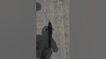 Nay câu vịt được cặp cá khủng gần 2 kg