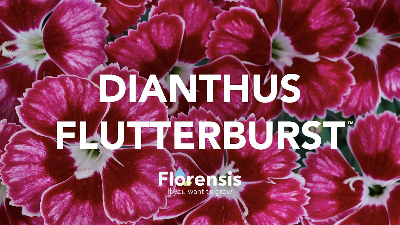 Florensis | Dianthus Flutterburst™