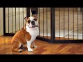 Dog Escape Through Dog Barrier Сompilation