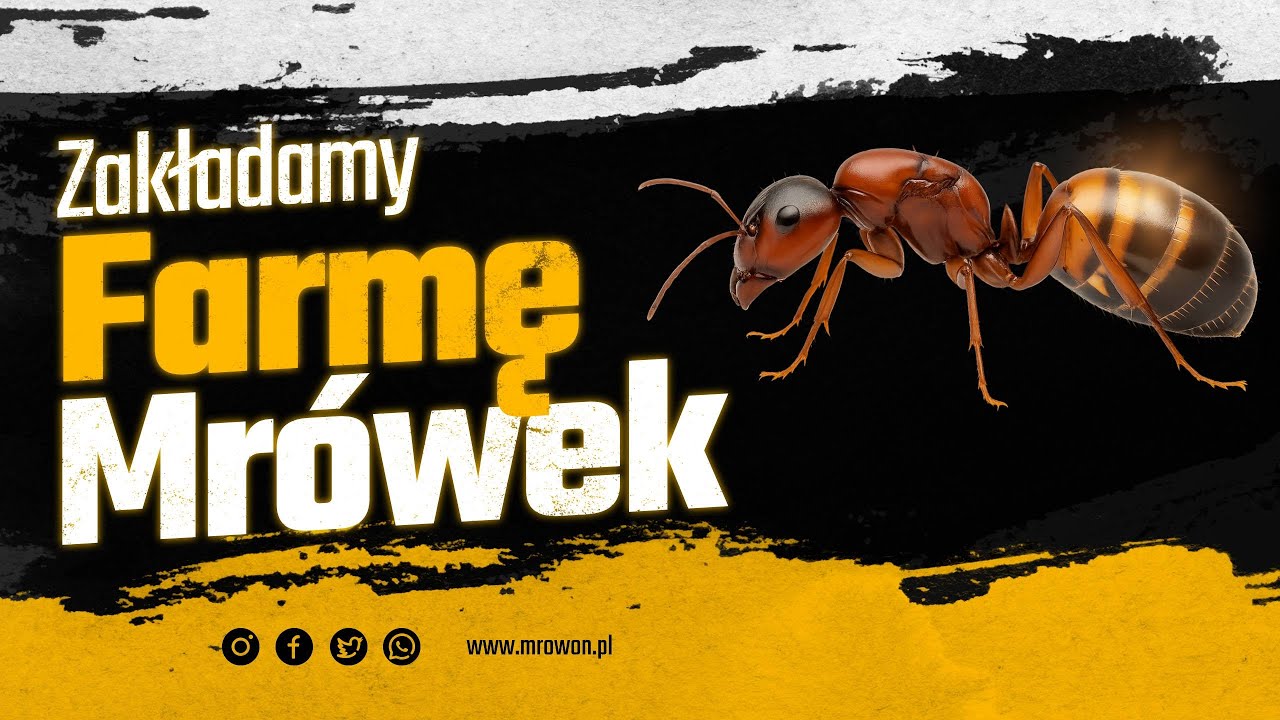 Jak założyć formikarium? Przeprowadzka 7 królowych Camponotus nicobarensis do farmy MK II