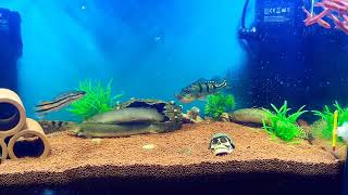 Peacock bass feeding on snakehead frys..feeding times