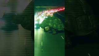 Highway Traffic Jam… Caused by a Turtle Crossing the Road!#Turtle #HighwayCCTV #TrafficJam #AIshorts