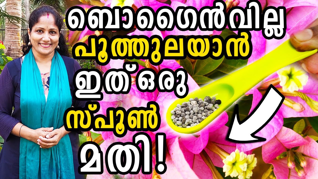 ബൊഗൈൻവില്ല പൂത്തുലയാൻ ഇത് ഒരു സ്പൂൺ മതി! | Bougainvillea FLOWERING TIPS for Maximum Blooms!
