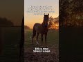 Kindly donate through our donation link in bio to help #horsefarm #reels #viral #usa #UnitedStates
