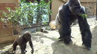 母ちゃんまだ連れて行かないで‼⭐ゴリラ gorilla【京都市動物園】Mom! Don't take me yet ‼