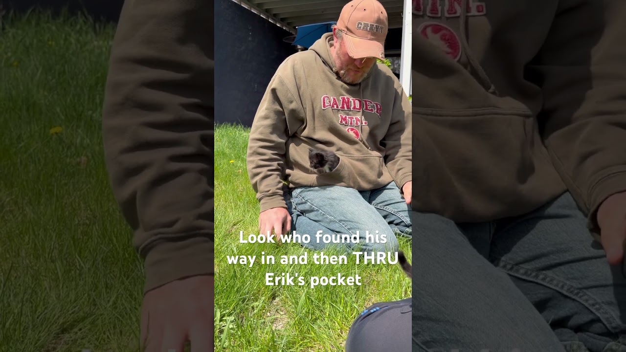 Kitten goes THRU Erik's sweatshirt pocket 😍🤣