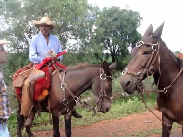 Peão boiadeiro tocando a boiada, (Brazilian cowboy) Photo t…