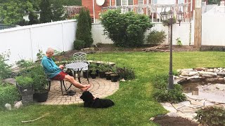 46 Gardening season 2022 - Backyard garden tour in June by Truffle CF 47 views 1 year ago 6 minutes, 3 seconds