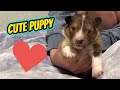 Cute Puppies Doing Cute Things video Compilation