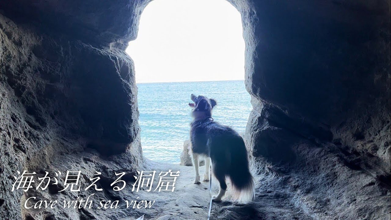 【千葉館山】沖ノ島 海が見える洞窟を探検するボーダーコリー ＜RAINEY134＞