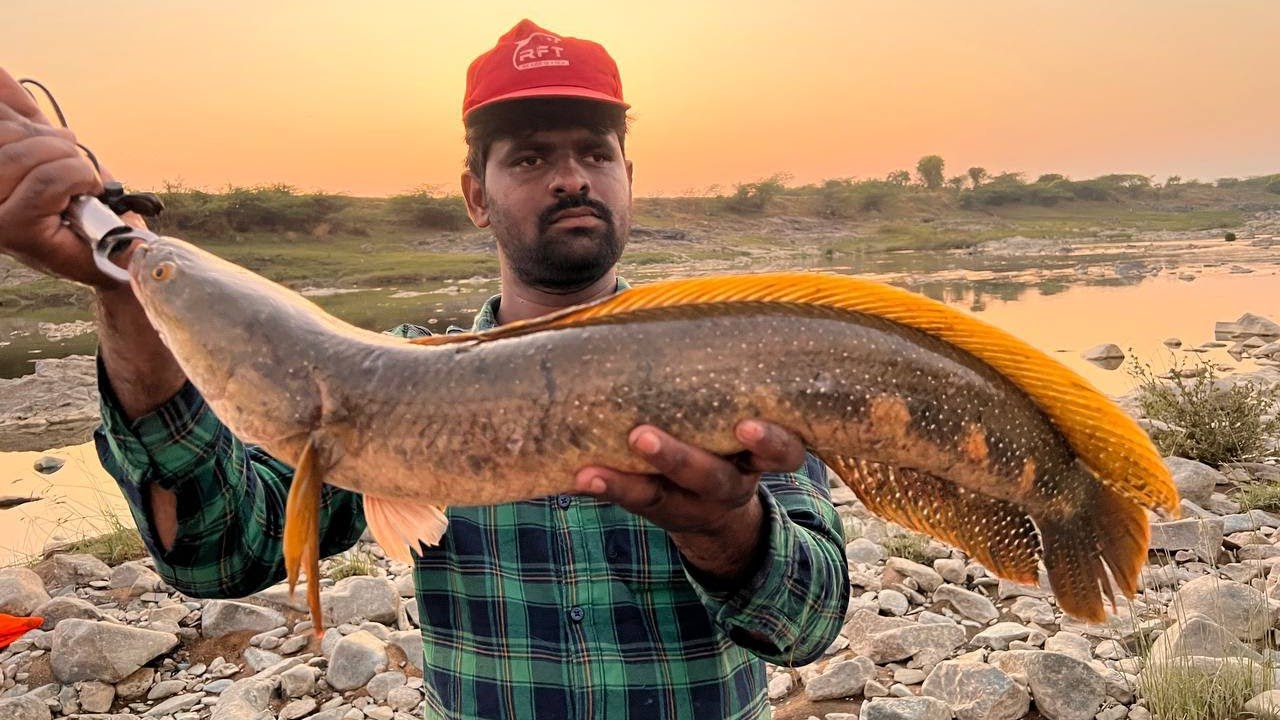 Monster size giant snakehead fish catch murrel fishing India Fisherman 