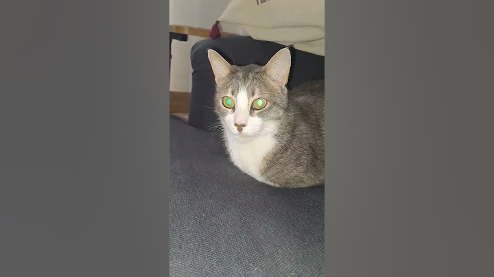 Relax as a terminator. #cats #catlove #beats #cat #vet #sweet #demon #shorts