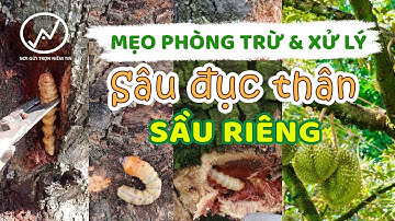 Sâu đục thân | Cách trị sâu đục thân cho cầy sầu riêng