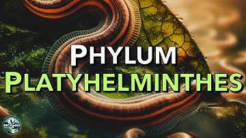 Phylum Platyhelminthes - Platyhelminthes/Flatworms