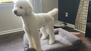 Bathing my fluffy teddy bear poodle. by Fuzzies Pet Grooming 319 views 1 year ago 8 minutes