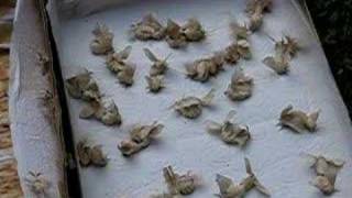 mating silkmoths redux part2