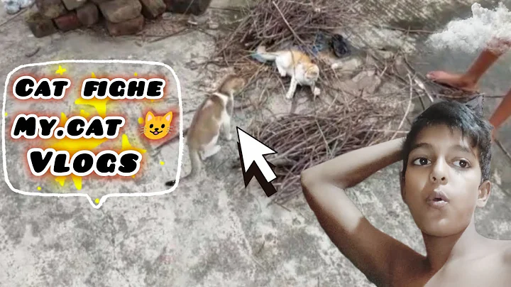 Video 9987731: bengal cat fight, cat fighting big, cat baby fighting, cat fighting sound, black cat fighting, cat vs baby