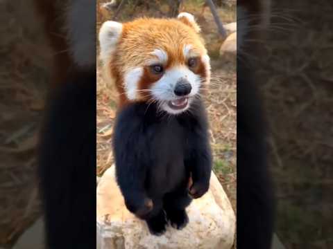 Видео: Любят ли красные панды воду?