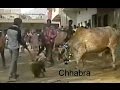 drunk bull fight with man , villagers game chhabra by sivom mali