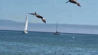 Brown Pelicans Playing Around In Santa Cruz