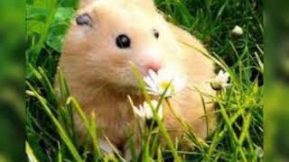 جميع صور الهامستر screenshot 3