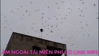 SP PUTRA BOMBANA 2021 |SP Penakluk Burung Walet Tuli Dan Cuek | Âm dụ chim yến mới 2021