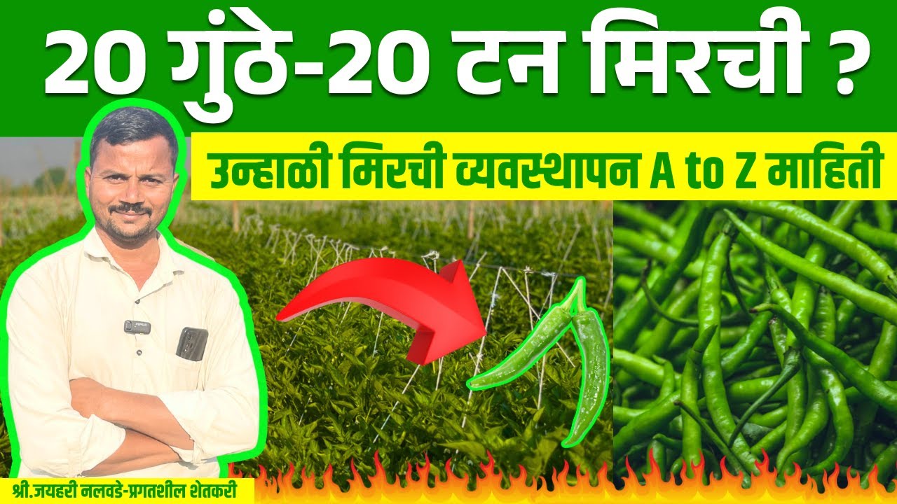 अर्धा एकरात 20 टनाचे टार्गेट  | मिरची पीक व्यवस्थापन | Chili Farming Information | Mirchi Lagwad