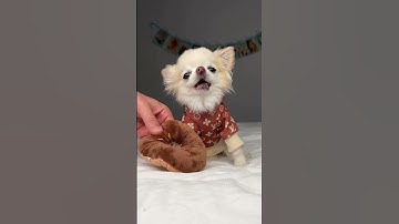 Chihuahua Cedric Sings A Song For Lou The ChiChi 🥰 #singingdog #howling