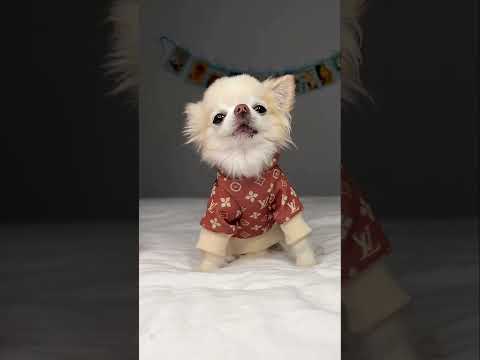 Chihuahua Cedric Sings