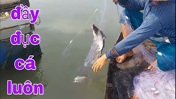 Thật Kinh Ngạc Quá Bất Ngờ Khai Trương Tay Lưới Mới Dính Cá Tra Thấy Ham # SĂN BẮT ĐỒNG THÁP #